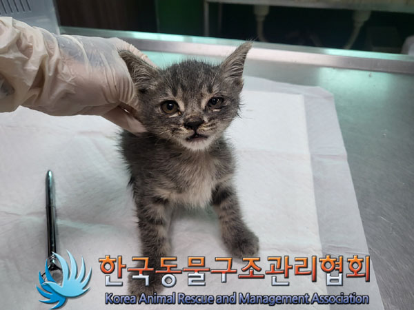 한국동물구조관리협회_411300202300367